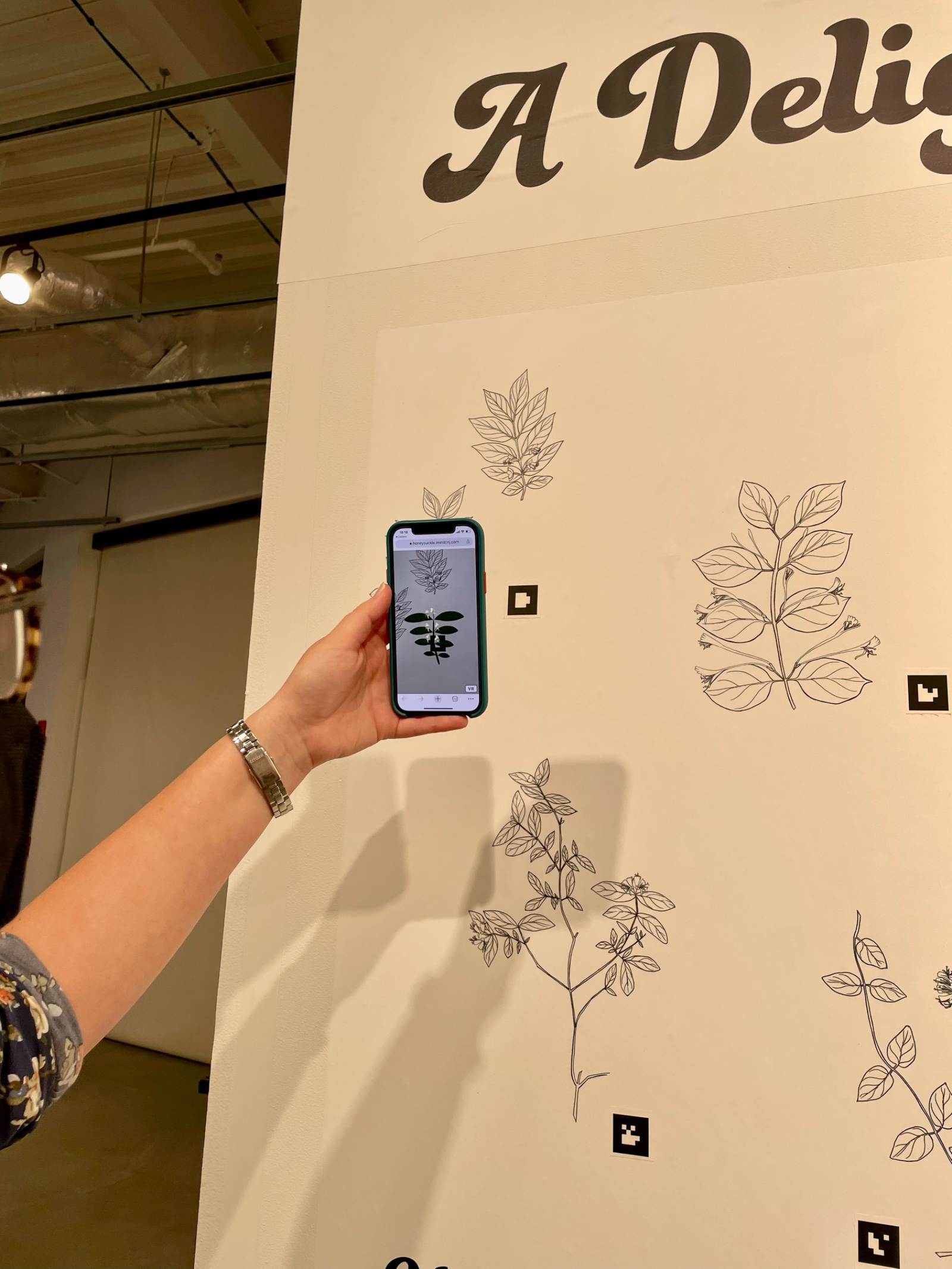 A visitor holds a phone showing an augmented-reality honeysuckle over QR-coded botanical line drawings