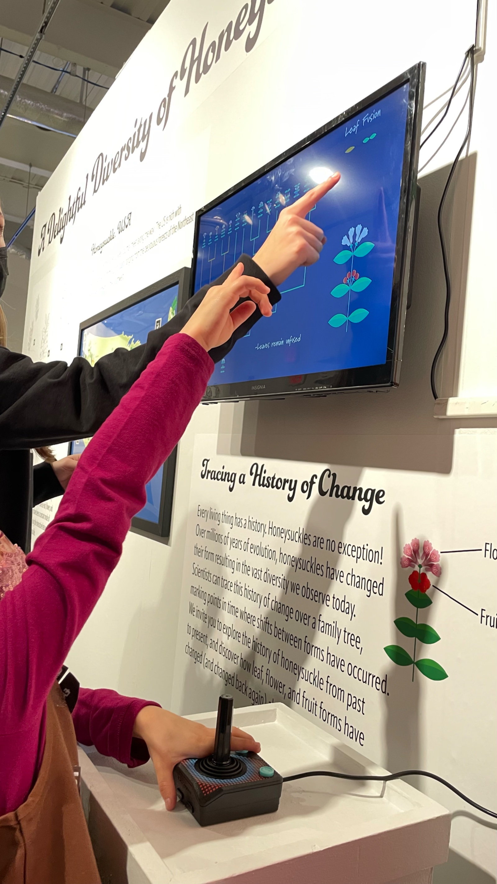 A visitor uses a joystick to navigate the evolution tree on screen at Tracing a History of Change